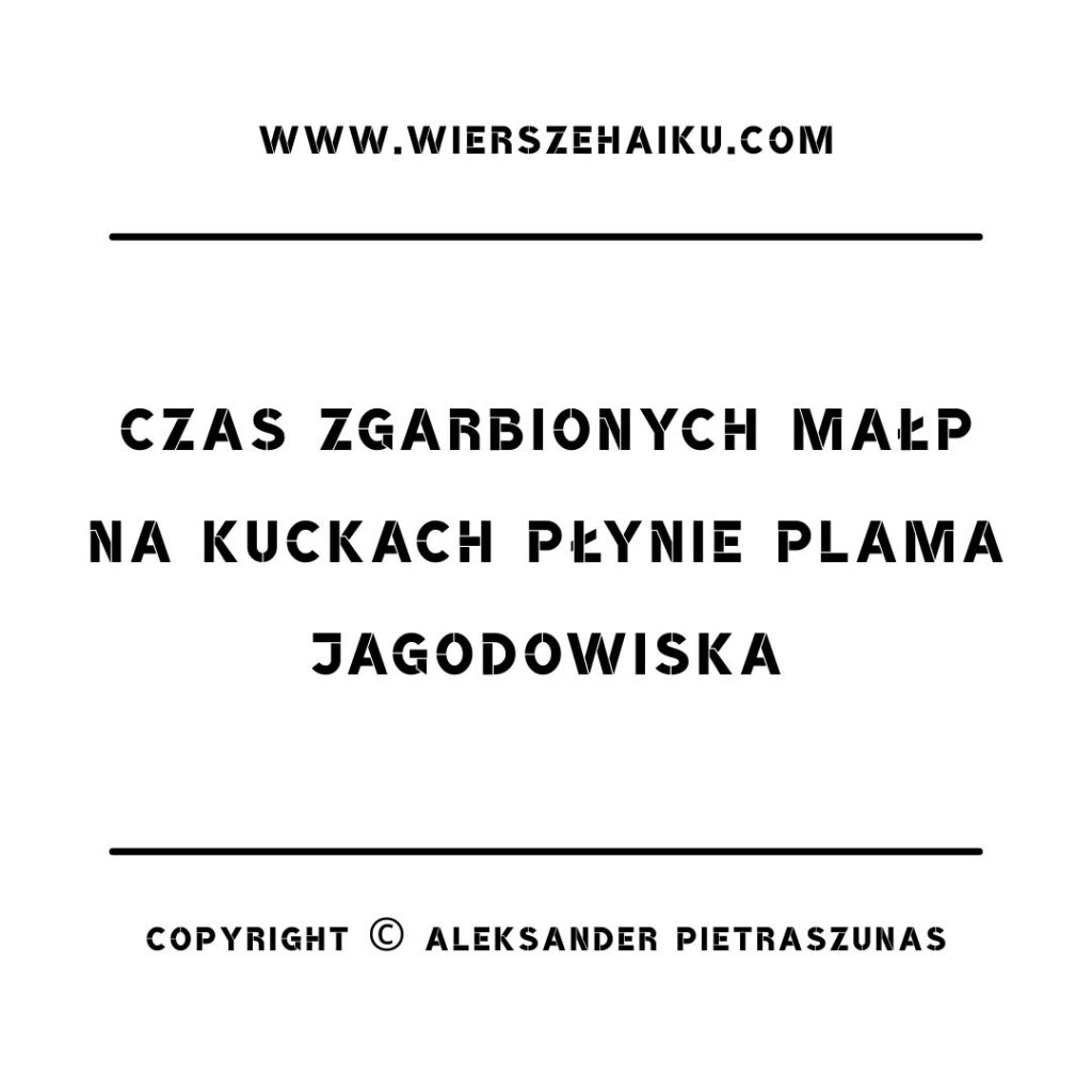 polskie wiersze haiku - czas zgarbionych małp